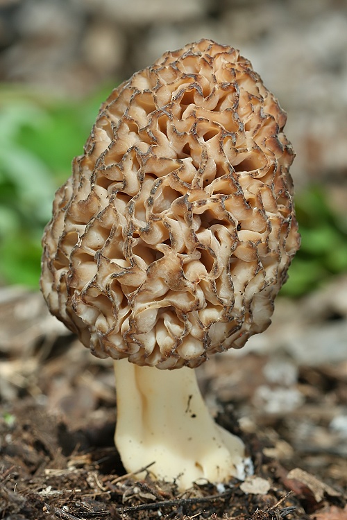 smrčok jedlý Morchella esculenta (L.) Pers.