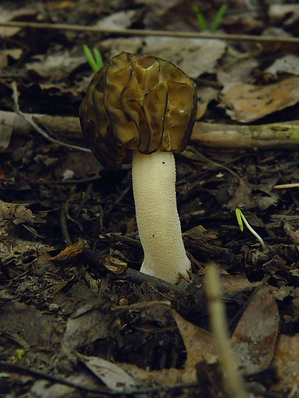 smrčok hybridný Morchella semilibera DC.