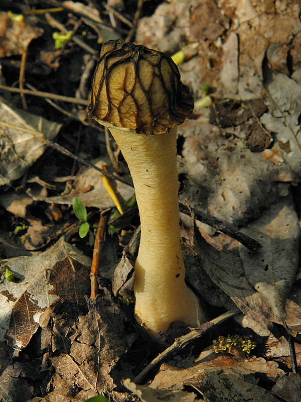 smrčok hybridný Morchella semilibera DC.