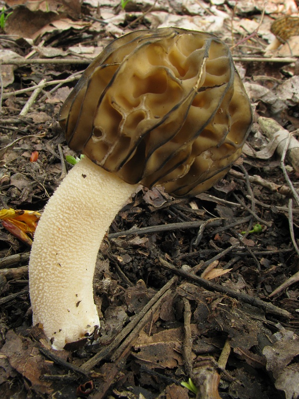 smrčok hybridný Morchella semilibera DC.