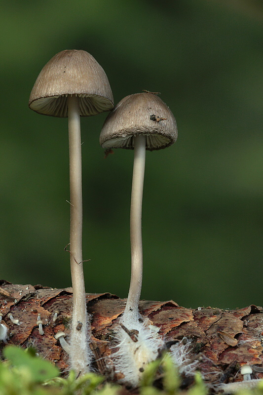 prilbička šišková Mycena strobilicola J. Favre & Kühner