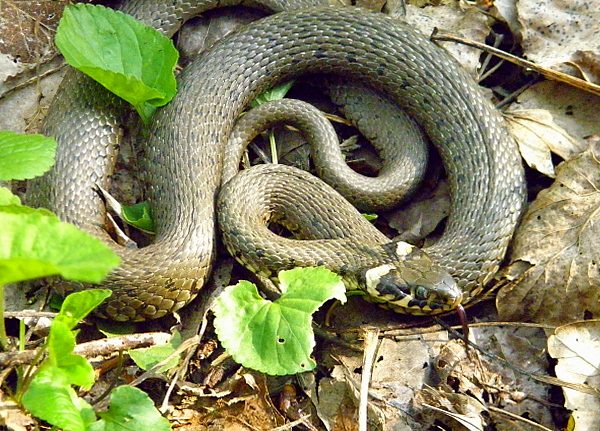 užovka obojková Natrix natrix