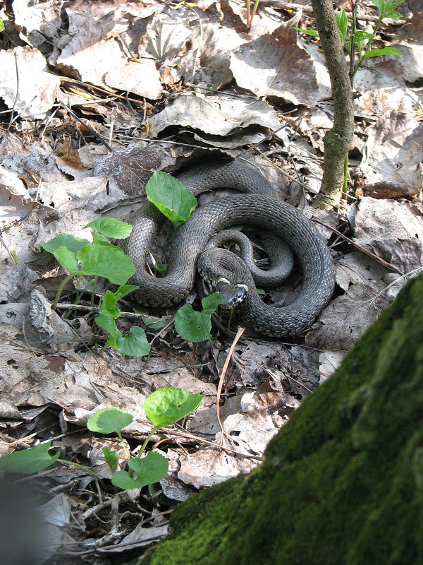 užovka obojková Natrix natrix