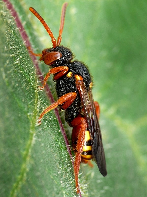 . Nomada fucata Panzer, 1798