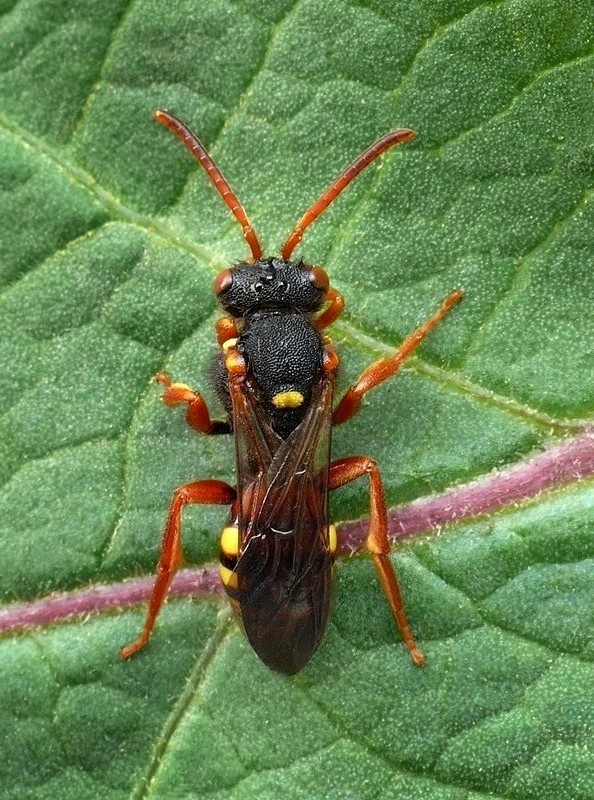 . Nomada fucata Panzer, 1798