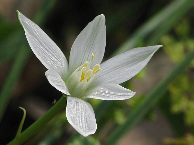 bledavka okolíkatá Ornithogalum umbellatum L