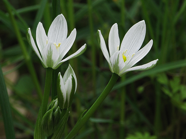 bledavka okolíkatá Ornithogalum umbellatum L