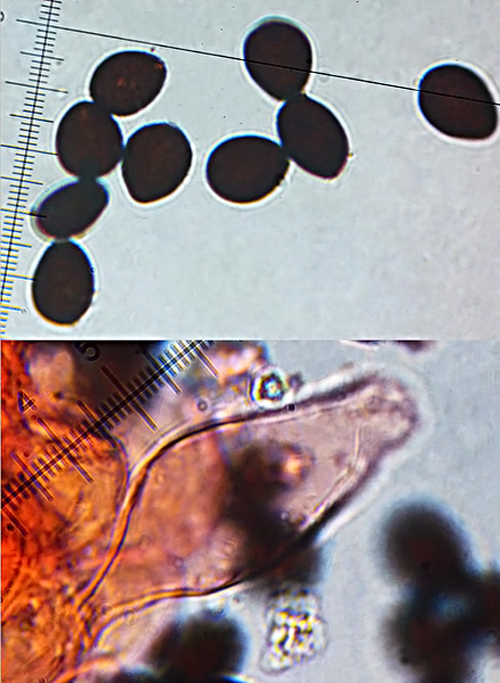 hnojník ozdobný Parasola plicatilis (Curtis) Redhead, Vilgalys & Hopple