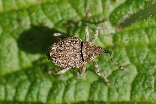 nosáčik Parethelcus pollinarius