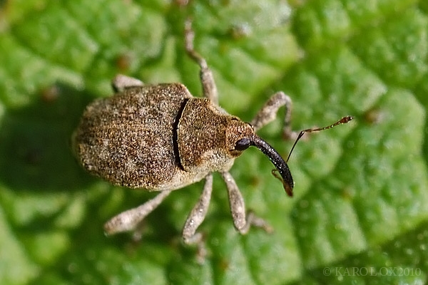 nosáčik Parethelcus pollinarius