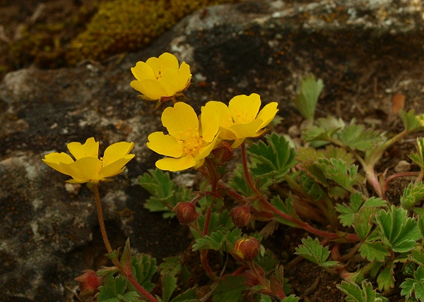 nátržník piesočný Potentilla arenaria Borkh.