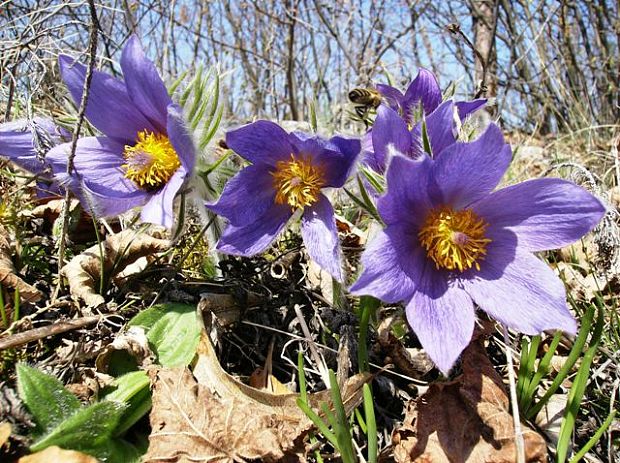 poniklec veľkokvetý Pulsatilla grandis Wender.