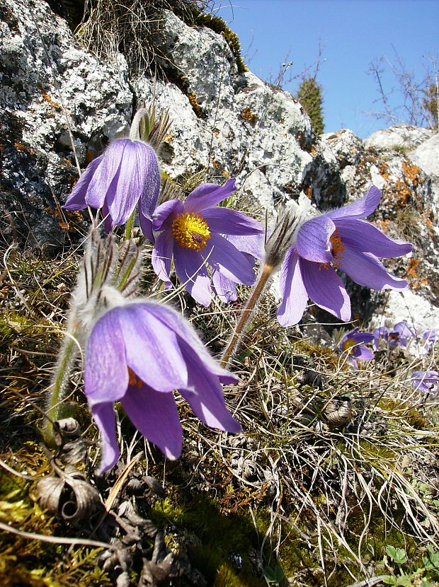 poniklec veľkokvetý Pulsatilla grandis Wender.