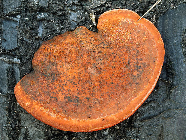 červenica rumelková Pycnoporus cinnabarinus (Jacq.) P. Karst.