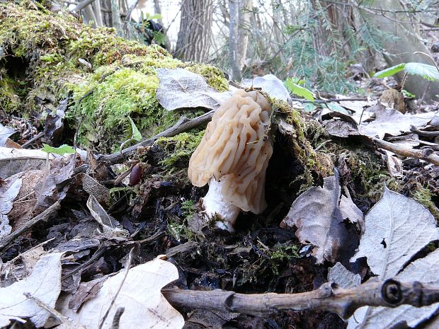 smrčkovec český Verpa bohemica (Krombh.) J. Schröt.