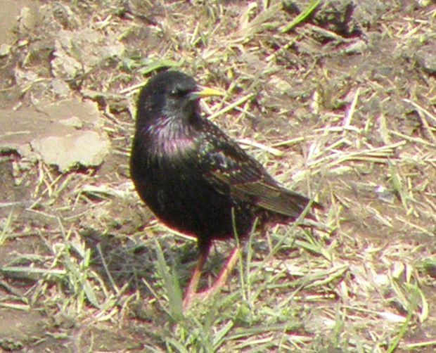 škorec lesklý  sturnus vulgaris