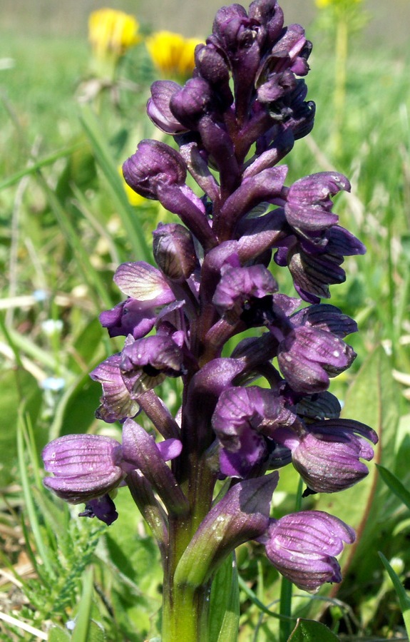 červenohlav obyčajný Anacamptis morio (L.) R. M. Bateman, A. M. Pringeon & M. W. Chase