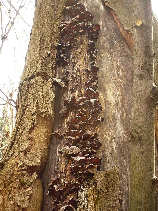 uchovec bazový Auricularia auricula-judae (Bull.) Quél.