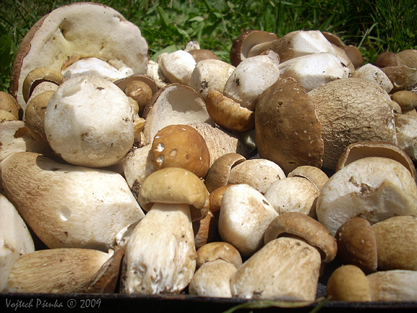 hríb dubový Boletus reticulatus Schaeff.