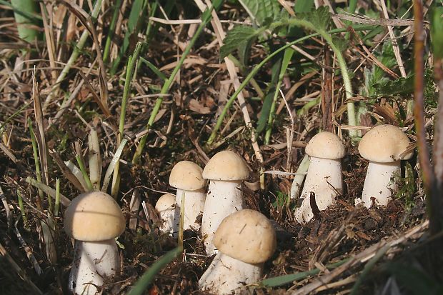 čírovnica májová Calocybe gambosa (Fr.) Donk