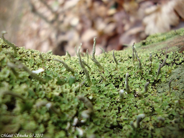 dutohlávka končistá Cladonia coniocraea auct. non (Flörke) Spreng.