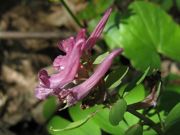 chochlačka plná Corydalis solida (L.) Clairv.