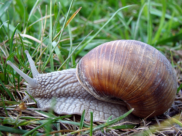 slimák záhradný Helix pomatia