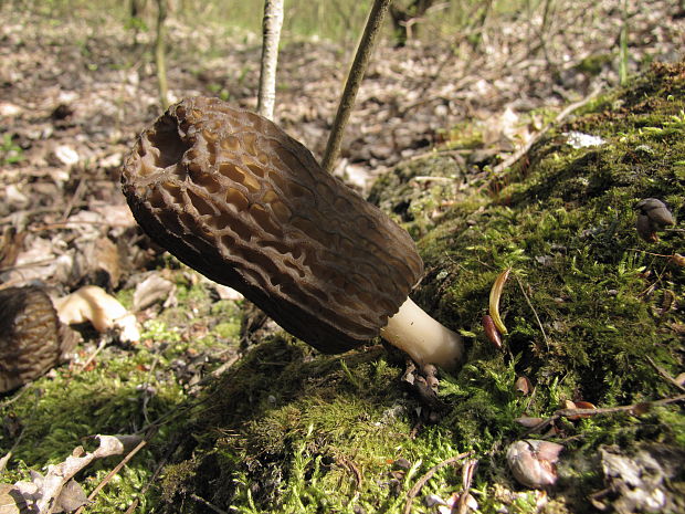 smrčok kužeľovitý Morchella conica Pers.