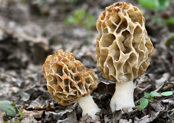 smrčok jedlý Morchella esculenta (L.) Pers.