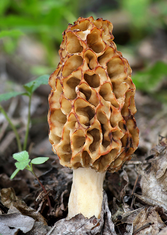 smrčok jedlý Morchella esculenta (L.) Pers.