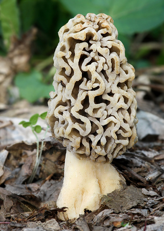 smrčok jedlý Morchella esculenta (L.) Pers.