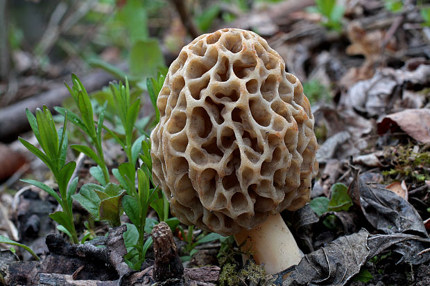 smrčok jedlý Morchella esculenta (L.) Pers.