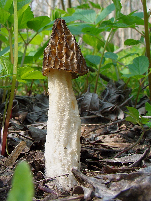 smrčok hybridný Morchella semilibera DC.