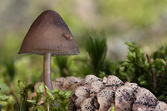 prilbička šišková Mycena strobilicola J. Favre & Kühner