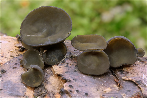 jahňadka smreková Rutstroemia bulgarioides (P. Karst.) P. Karst.