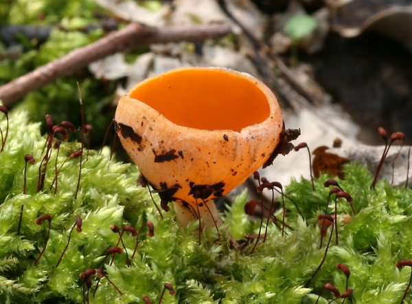 ohnivec rakúsky žltý Sarcoscypha austriaca var. lutea Ruini & Ruedl