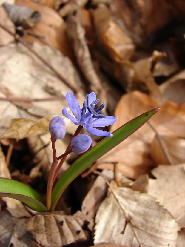 scila dvojlistá  Scilla bifolia agg. L