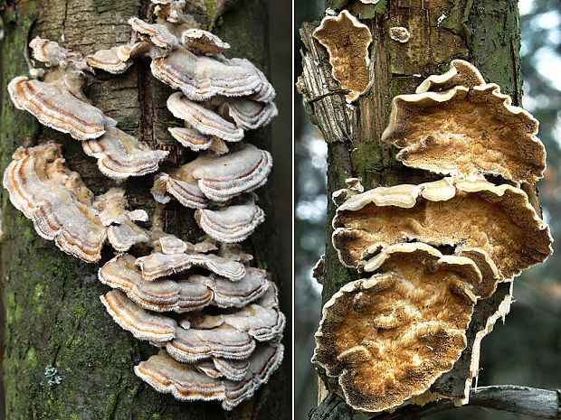 trúdnikovec pásikavý Trametes ochracea (Pers.) Gilb. & Ryvarden