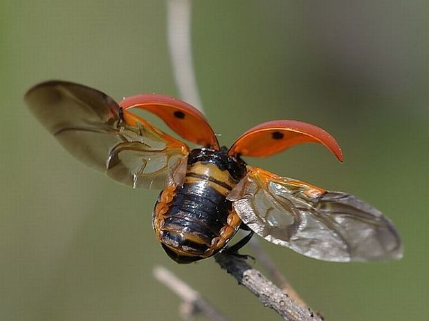 lienka sedembodková  Coccinella septempunctata