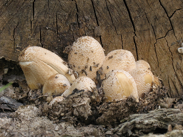 hnojník ligotavý Coprinellus micaceus (Bull.) Vilgalys, Hopple & Jacq. Johnson