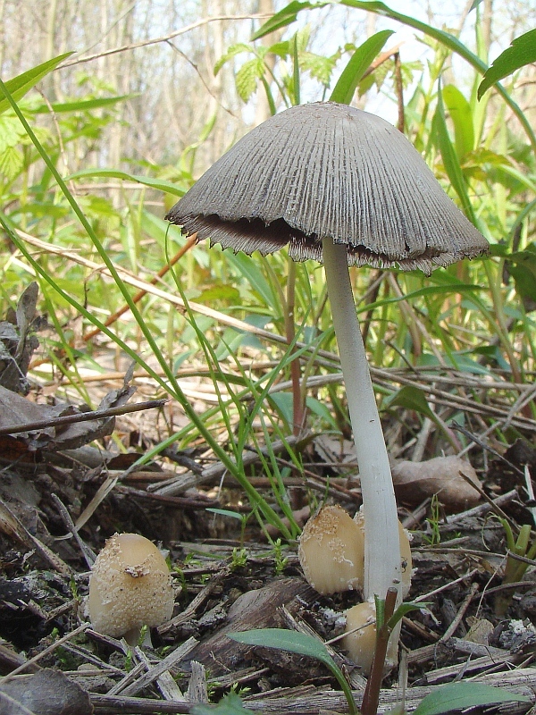 hnojník lúčový Coprinellus radians (Desm.) Vilgalys, Hopple & Jacq. Johnson