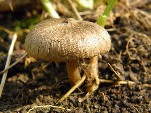 hodvábnica včasná? Entoloma vernum S. Lundell