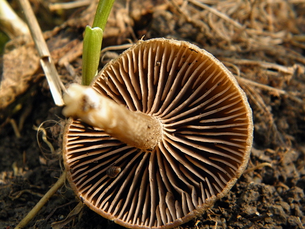 hodvábnica včasná? Entoloma vernum S. Lundell