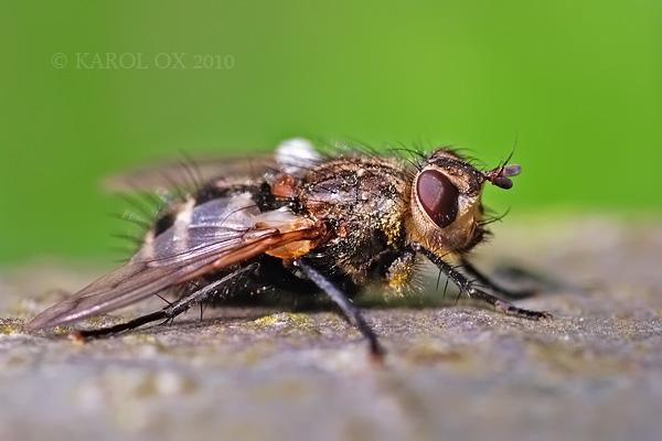 bystruša Ernestia puparum