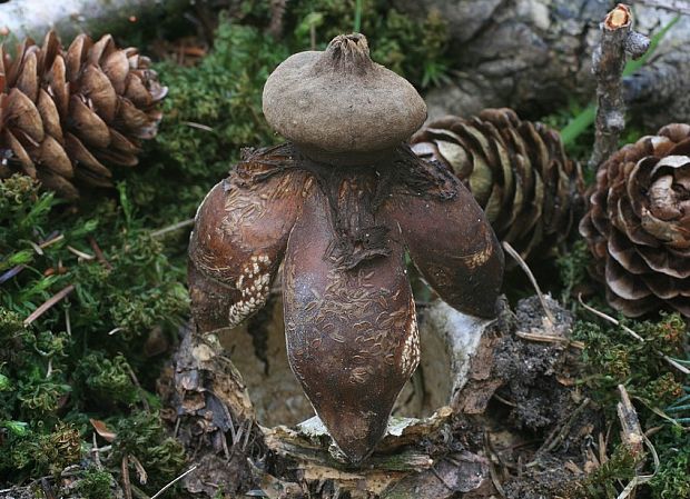 hviezdovka klenbová Geastrum fornicatum (Huds.) Hook.