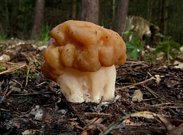 ušiak obrovský Gyromitra gigas (Krombh.) Cooke