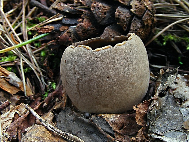 chriapač sosnový Helvella leucomelaena (Pers.) Nannf.