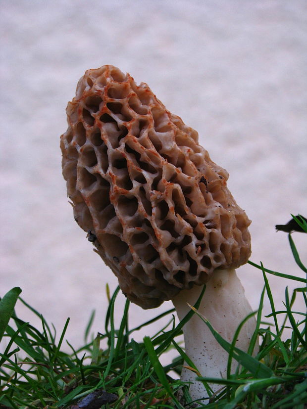 smrčok jedlý Morchella esculenta (L.) Pers.