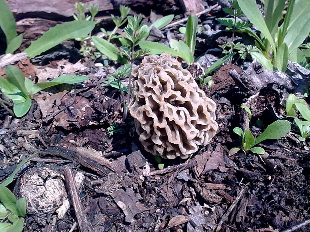 smrčok jedlý Morchella esculenta (L.) Pers.