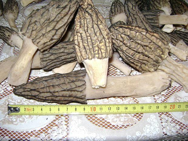 smrčok jedlý Morchella esculenta (L.) Pers.